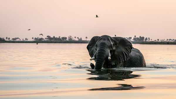 Elephant in river