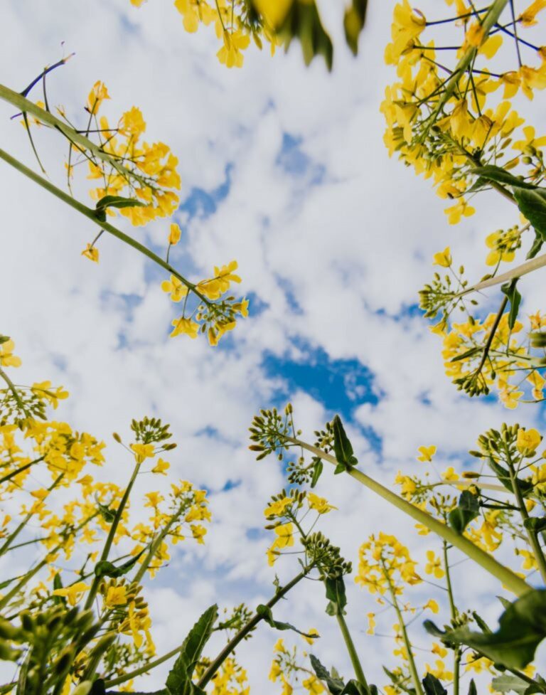 Sky and flowers