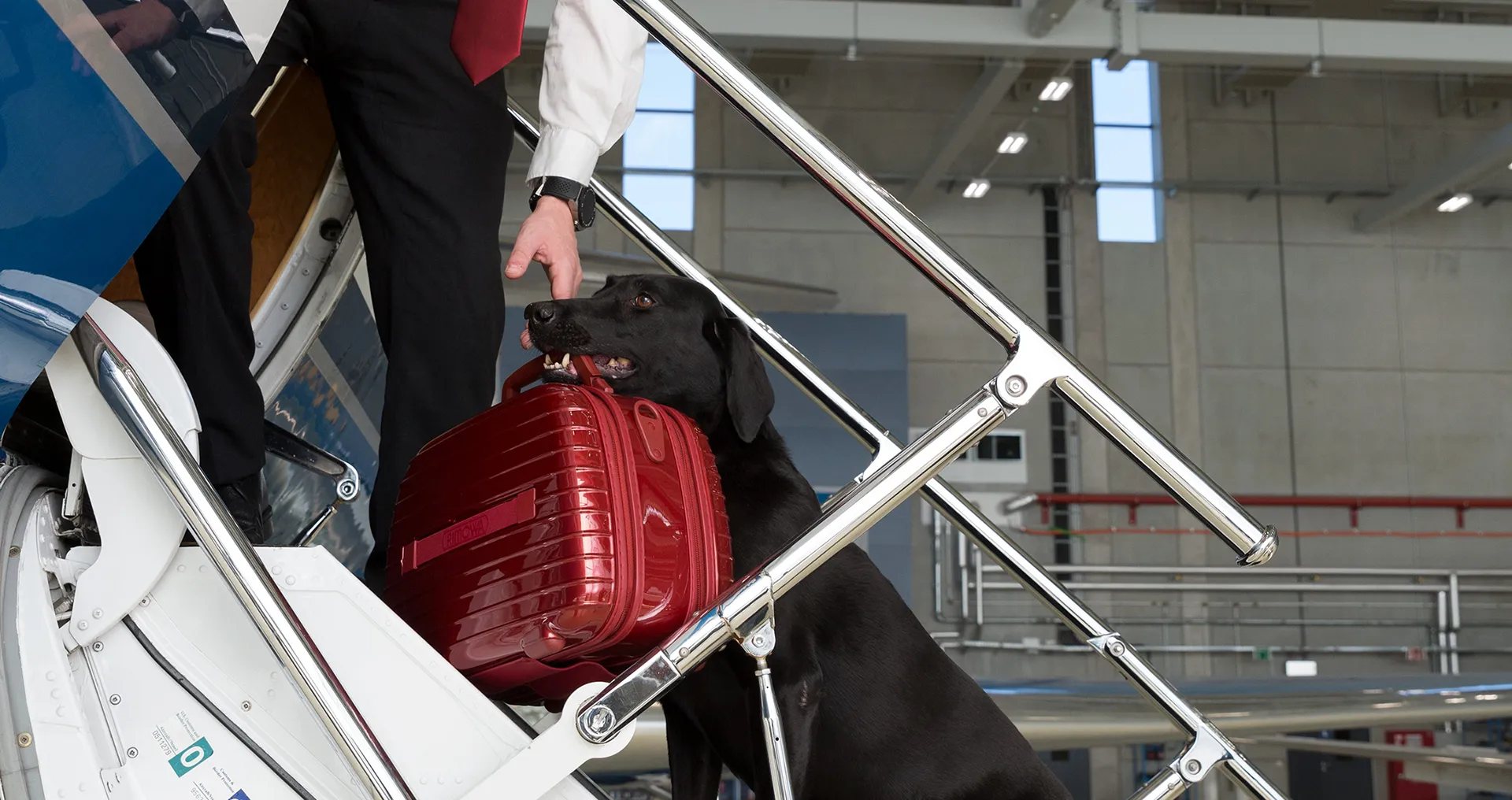 A dog carrying a suitcase to a jet.