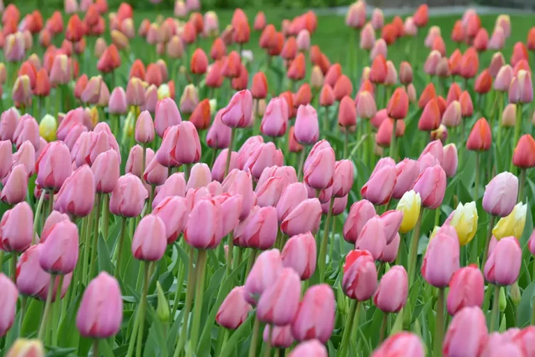 Field of blooming tulips