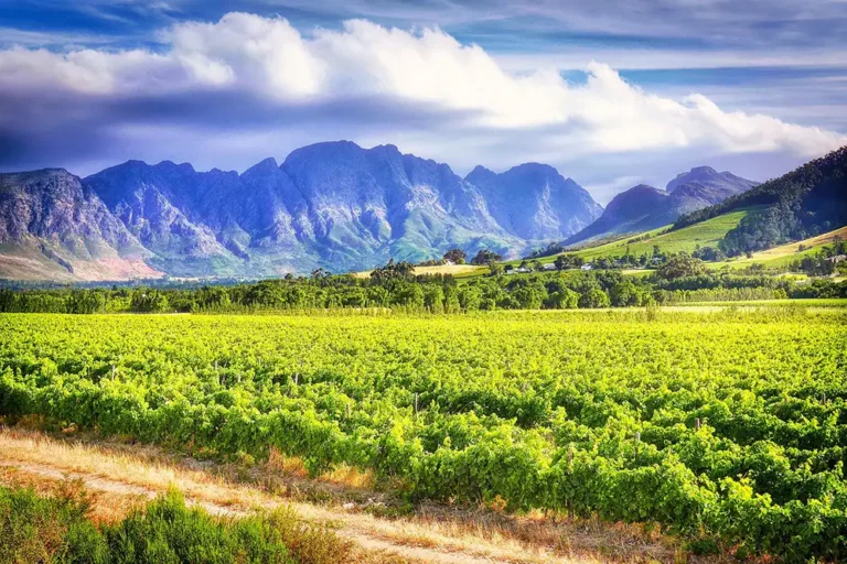 A vineyard in South Africa